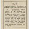 Callimorpha dominula.