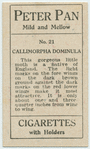 Callimorpha dominula.