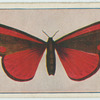 Euchelia jacobaeae.