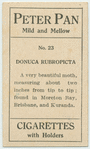 Donuca rubropicta.