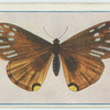 Papilio slateri.
