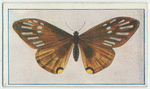 Papilio slateri.