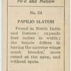 Papilio slateri.