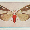 Amerila brachyleuca.