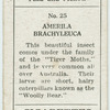 Amerila brachyleuca.