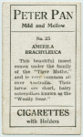 Amerila brachyleuca.