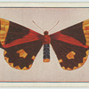 Miliona queenslandicus.