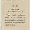 Miliona queenslandicus.