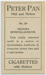 Miliona queenslandicus.