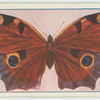 Papilio vanessa io.