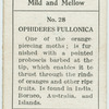 Ophideres fullonica.