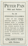 Ophideres fullonica.