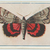 Catocala ilia.