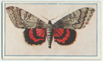 Catocala ilia.