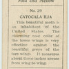 Catocala ilia.