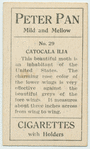 Catocala ilia.