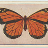 Danaida archippus.