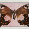 Papilio aegeus.