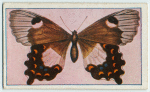 Papilio aegeus.