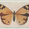 Heteronympha merope.