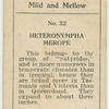 Heteronympha merope.