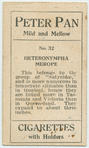 Heteronympha merope.