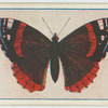Pyrameis atalanta.