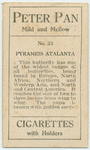Pyrameis atalanta.