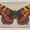 Vanessa urticae.