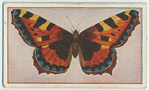 Vanessa urticae.