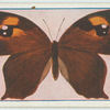 Melanitis leda.