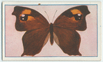 Melanitis leda.