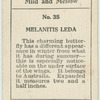 Melanitis leda.