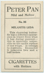 Melanitis leda.