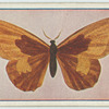 Angerona prunaria.