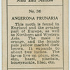 Angerona prunaria.
