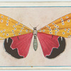 Utetheisa bella.