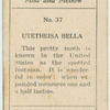Utetheisa bella.