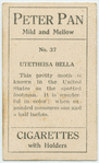 Utetheisa bella.