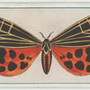 Aptantesis virgo.