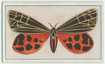 Aptantesis virgo.