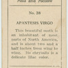 Aptantesis virgo.
