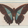 Papilio sarpedon.