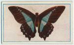 Papilio sarpedon.
