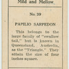 Papilio sarpedon.