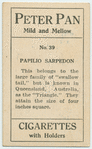Papilio sarpedon.