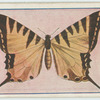 Papilio anticrates.