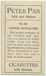 Papilio anticrates.