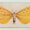 Agape chloropyga.