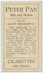 Agape chloropyga.